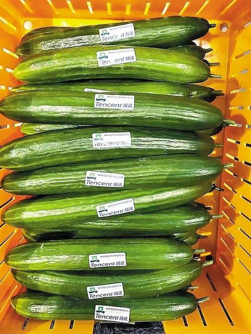 热门大瓜每日大赛,揭秘娱乐圈风云变幻，大赛精彩瞬间回顾