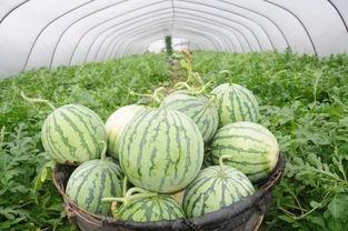 吃瓜网51官网版 临朐网红大玲子事件,揭秘网络红人的争议漩涡